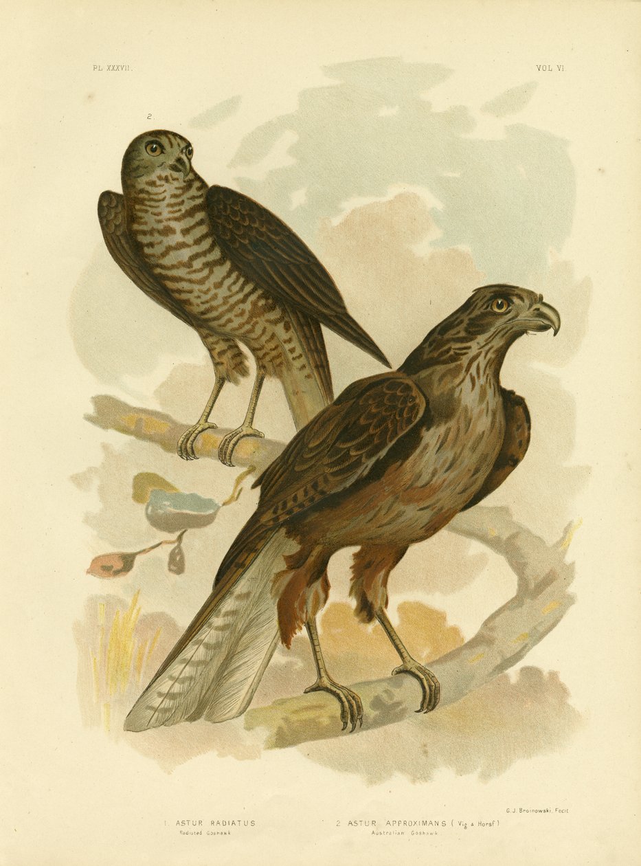 المشعة Goshawk ، 1891 بواسطة جراسيوس بروينوفسكي