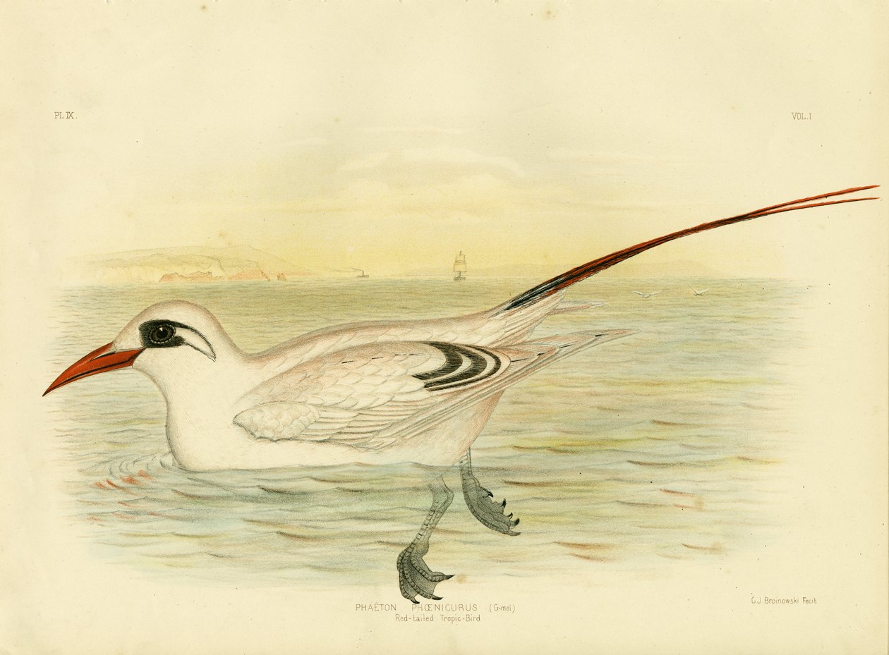 طائر الذيل الأحمر الذيل ، 1891 بواسطة جراسيوس بروينوفسكي