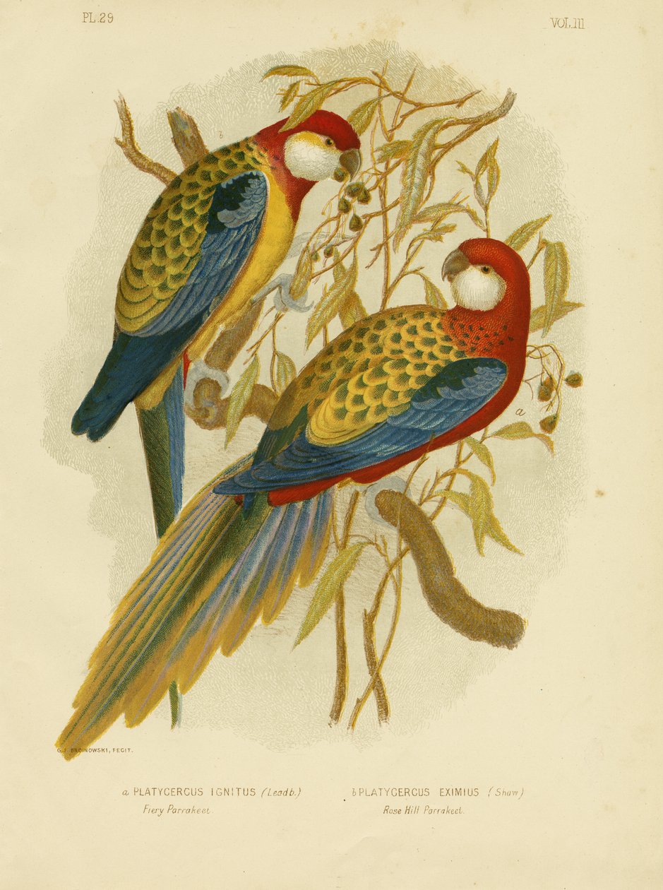 Rosella Parakeet Or Eastern Rosella ، 1891 بواسطة جراسيوس بروينوفسكي