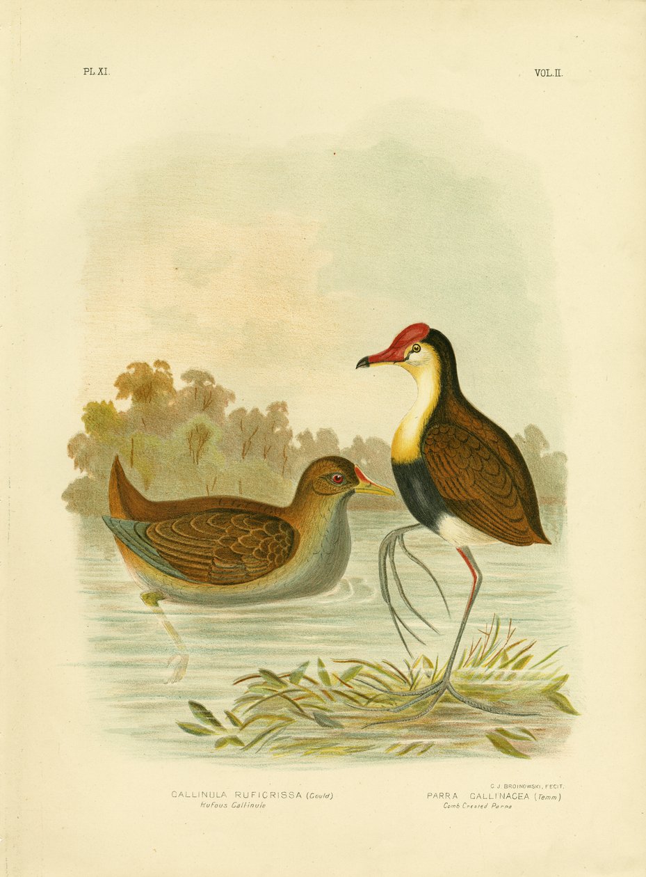 Rufous Gallinule أو Rufous-tailed Waterhen ، 1891 بواسطة جراسيوس بروينوفسكي