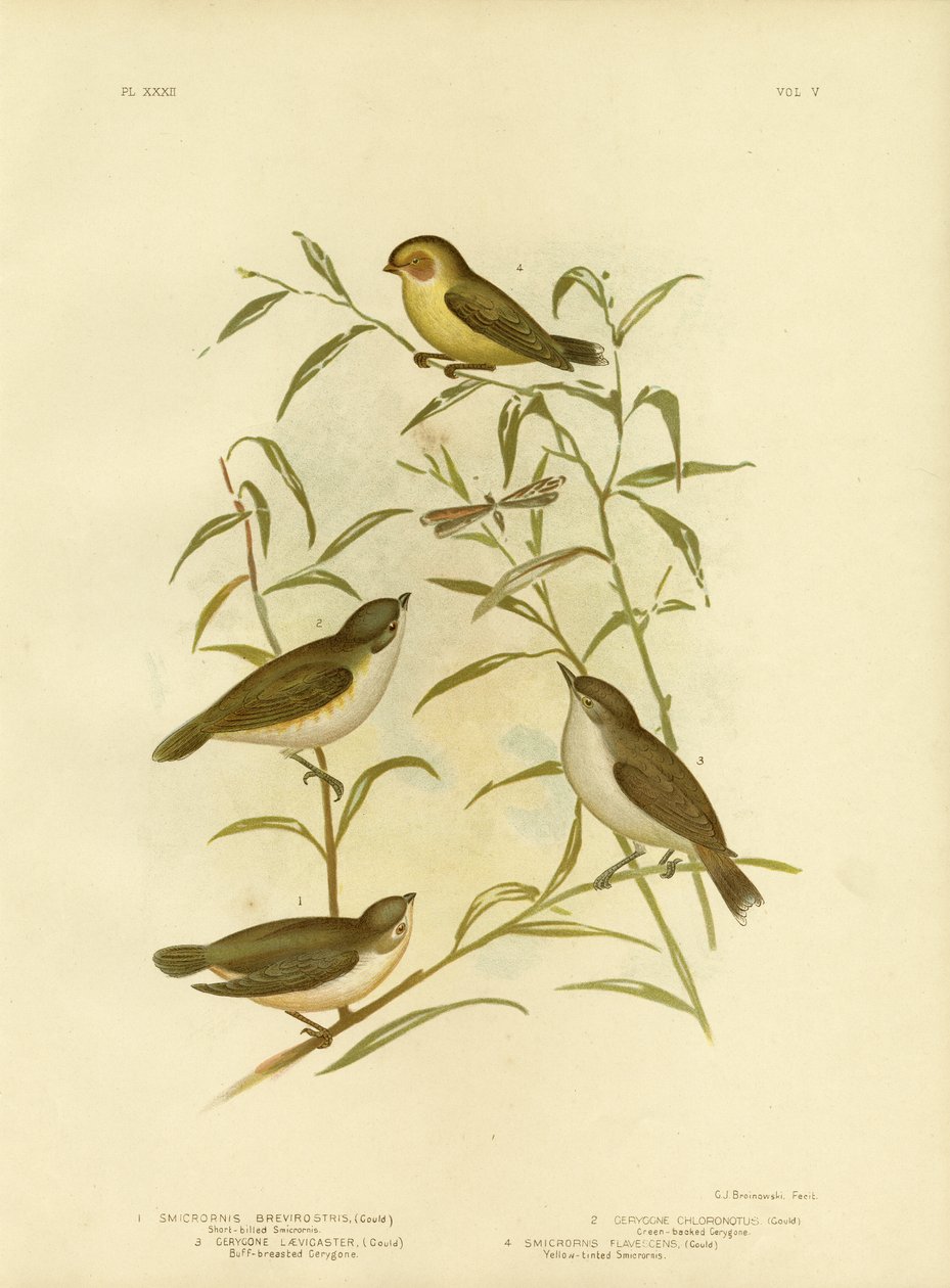 Smicrornis Or Weebill ، 1891 بواسطة جراسيوس بروينوفسكي