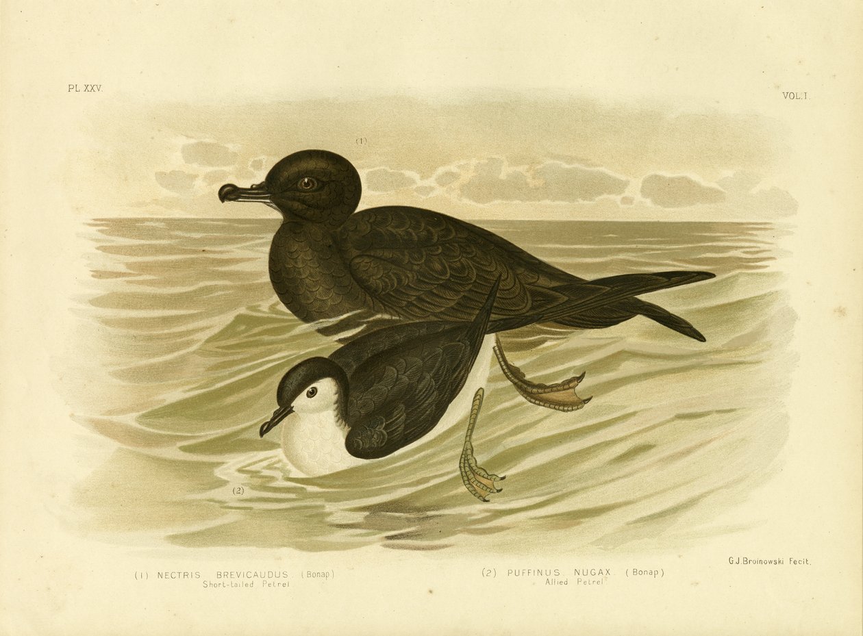 Petrel ذو ذيل قصير ، 1891 بواسطة جراسيوس بروينوفسكي