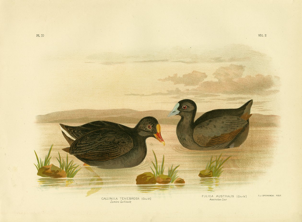 Sombre Gallinule Or Dusky Moorhen ، 1891 بواسطة جراسيوس بروينوفسكي