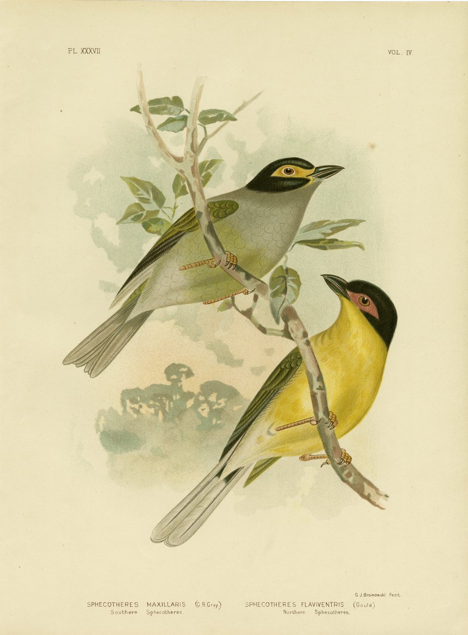 Sphecotheres الجنوبية أو Figbird الأسترالية ، 1891 بواسطة جراسيوس بروينوفسكي