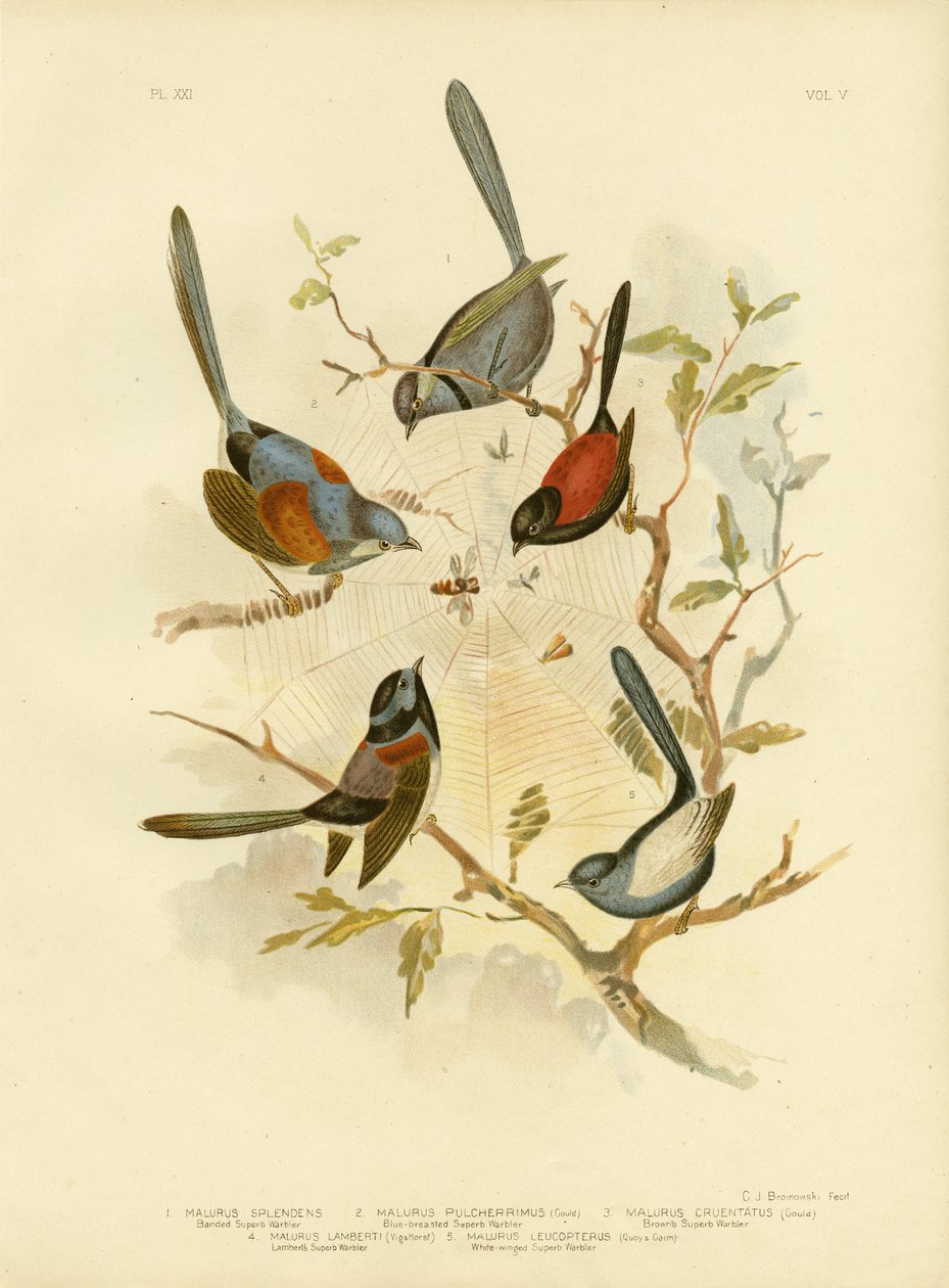 Fairywren الرائعة ، 1891 بواسطة جراسيوس بروينوفسكي