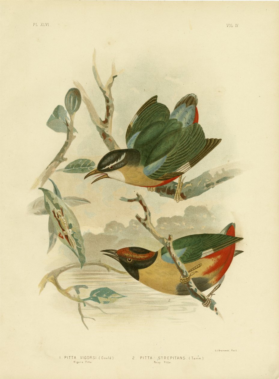 Vigor&39;S Pitta أو Elegant Pitta ، 1891 بواسطة جراسيوس بروينوفسكي