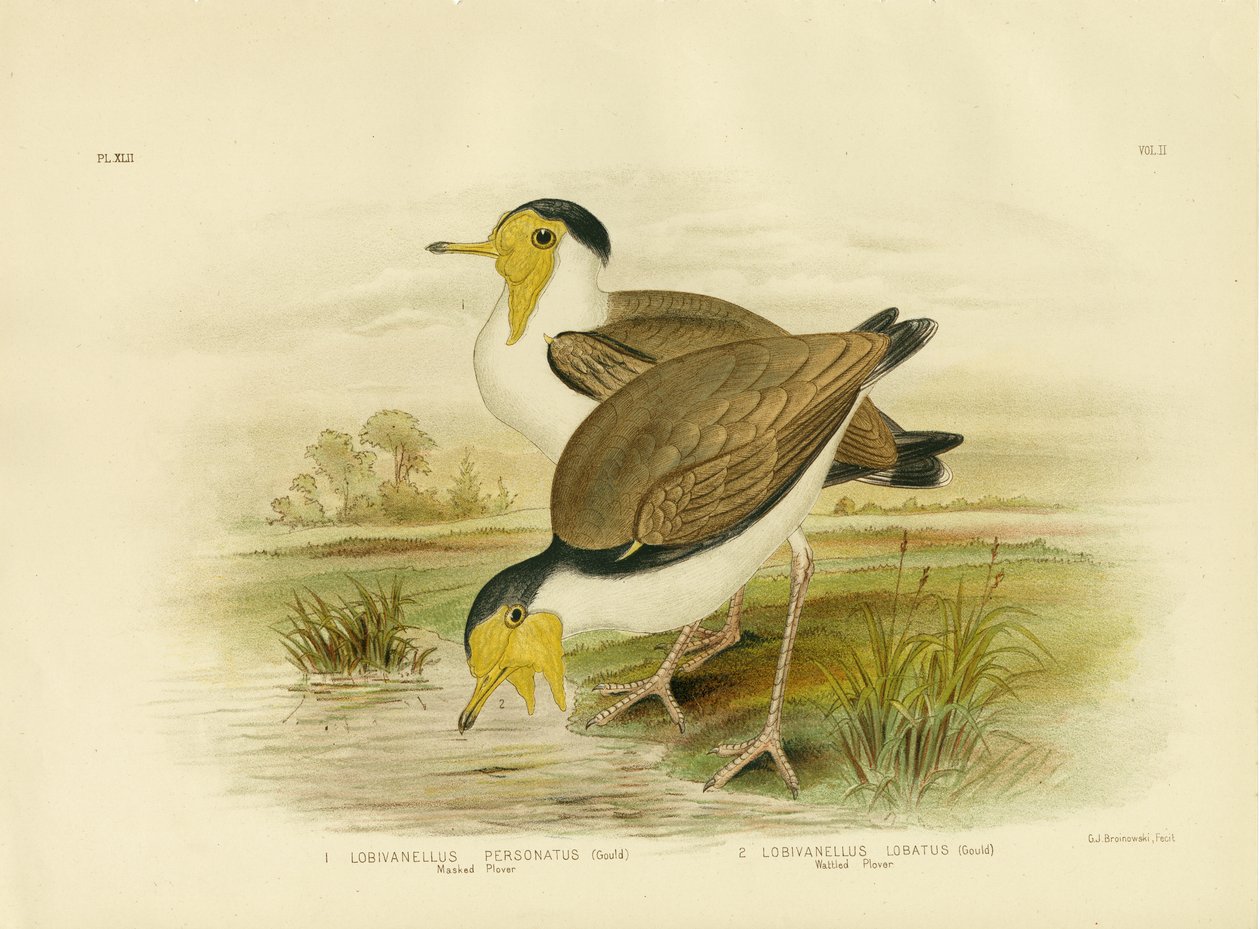 زقزقة Wattled ، 1891 بواسطة جراسيوس بروينوفسكي