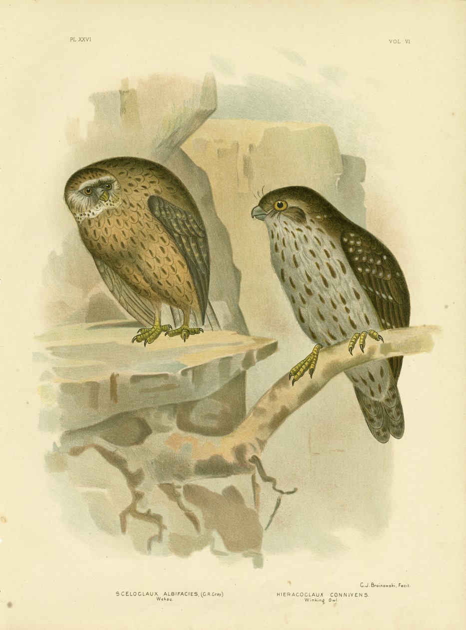Wekau Or Laughing Owl ، 1891 بواسطة جراسيوس بروينوفسكي