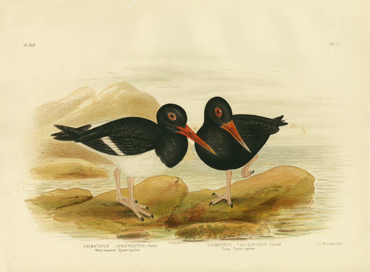 المحار ذو الصدر الأبيض ، 1891 بواسطة جراسيوس بروينوفسكي