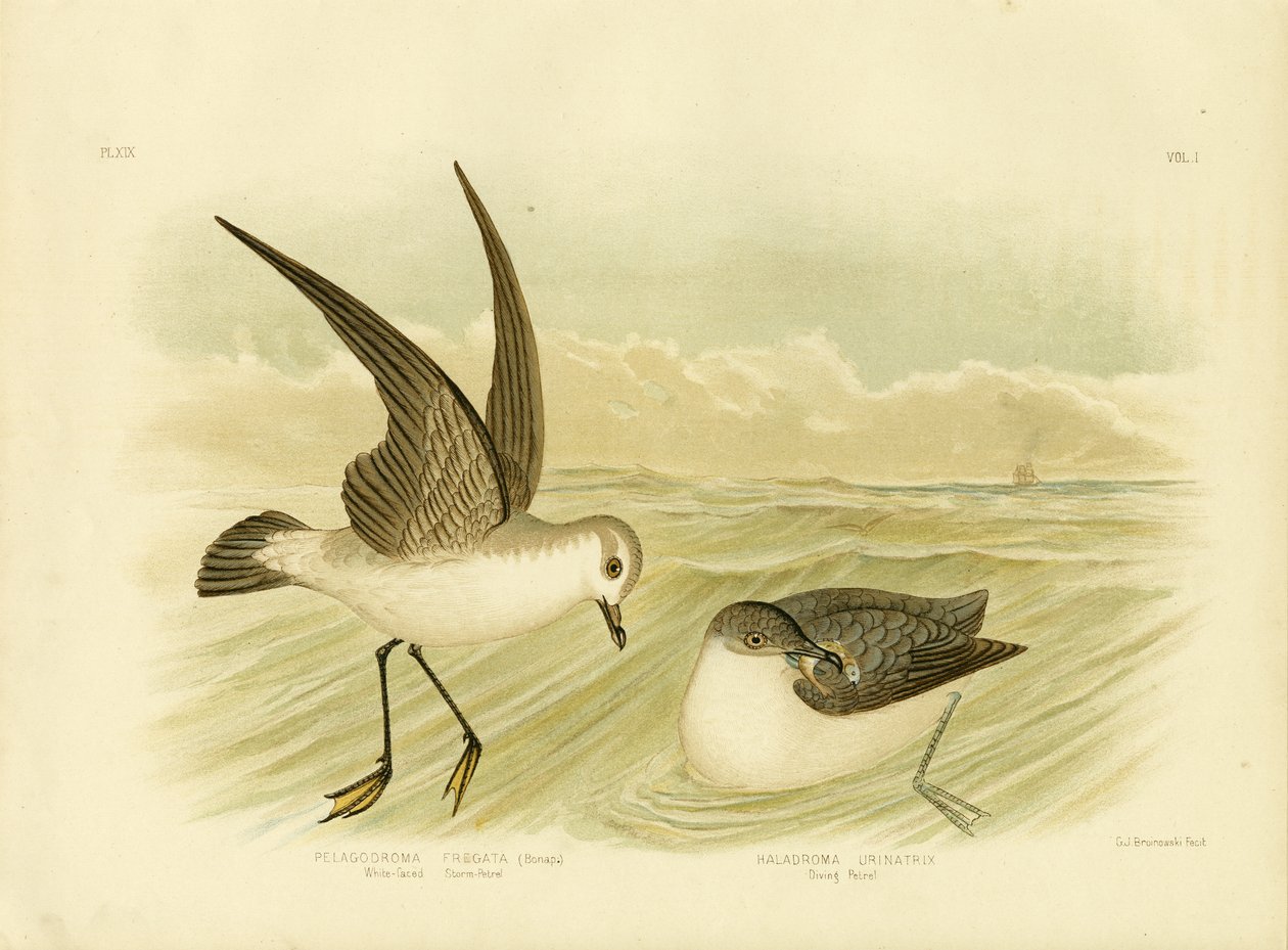 العاصفة البيضاء ، Petrel ، 1891 بواسطة جراسيوس بروينوفسكي