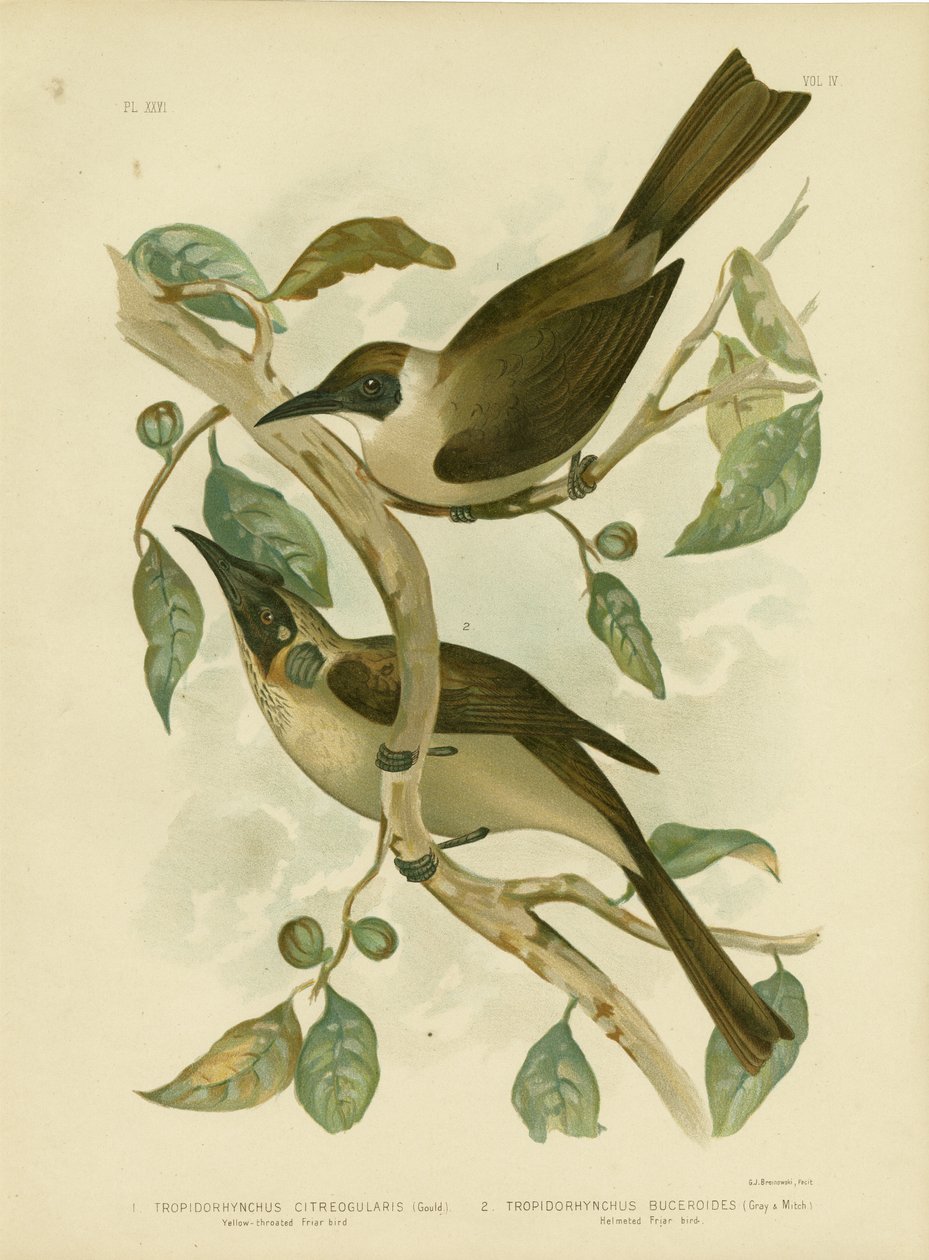 طائر الفيربيرد الأصفر أو الحلق الصغير ، 1891 بواسطة جراسيوس بروينوفسكي