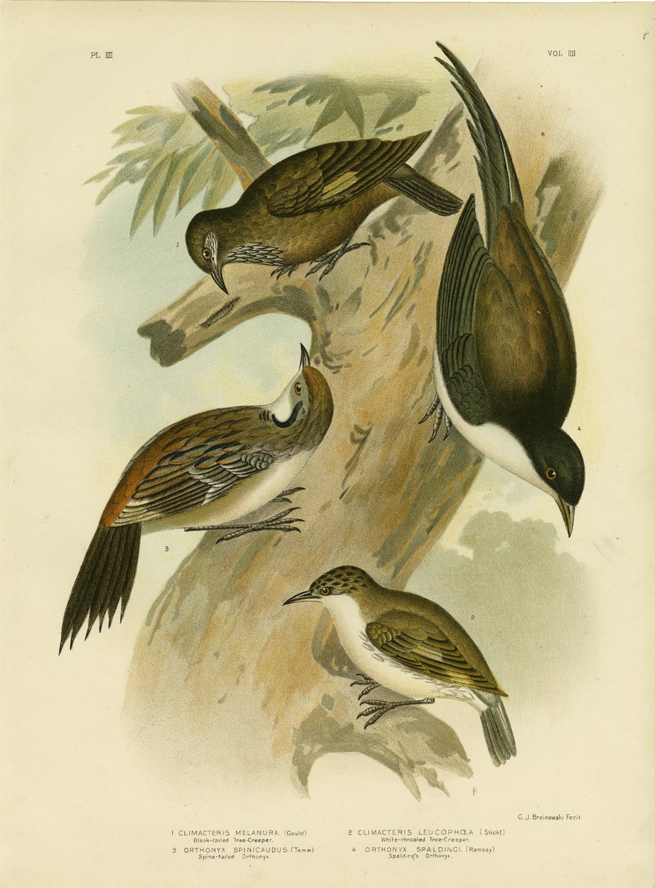 Treecreeper الأسود الذيل ، 1891 بواسطة جراسيوس بروينوفسكي