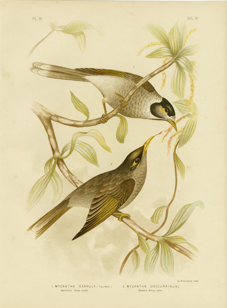 عسل ثري أو منجم صاخب ، 1891 بواسطة جراسيوس بروينوفسكي