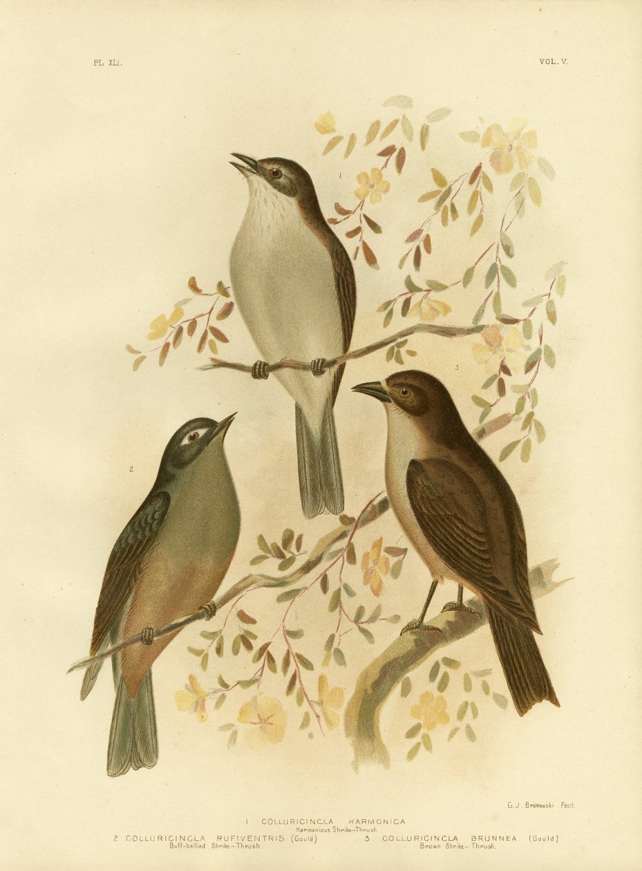 الصرد المتناغم المتناغم أو الصرير الرمادي الداجي ، 1891 بواسطة جراسيوس بروينوفسكي