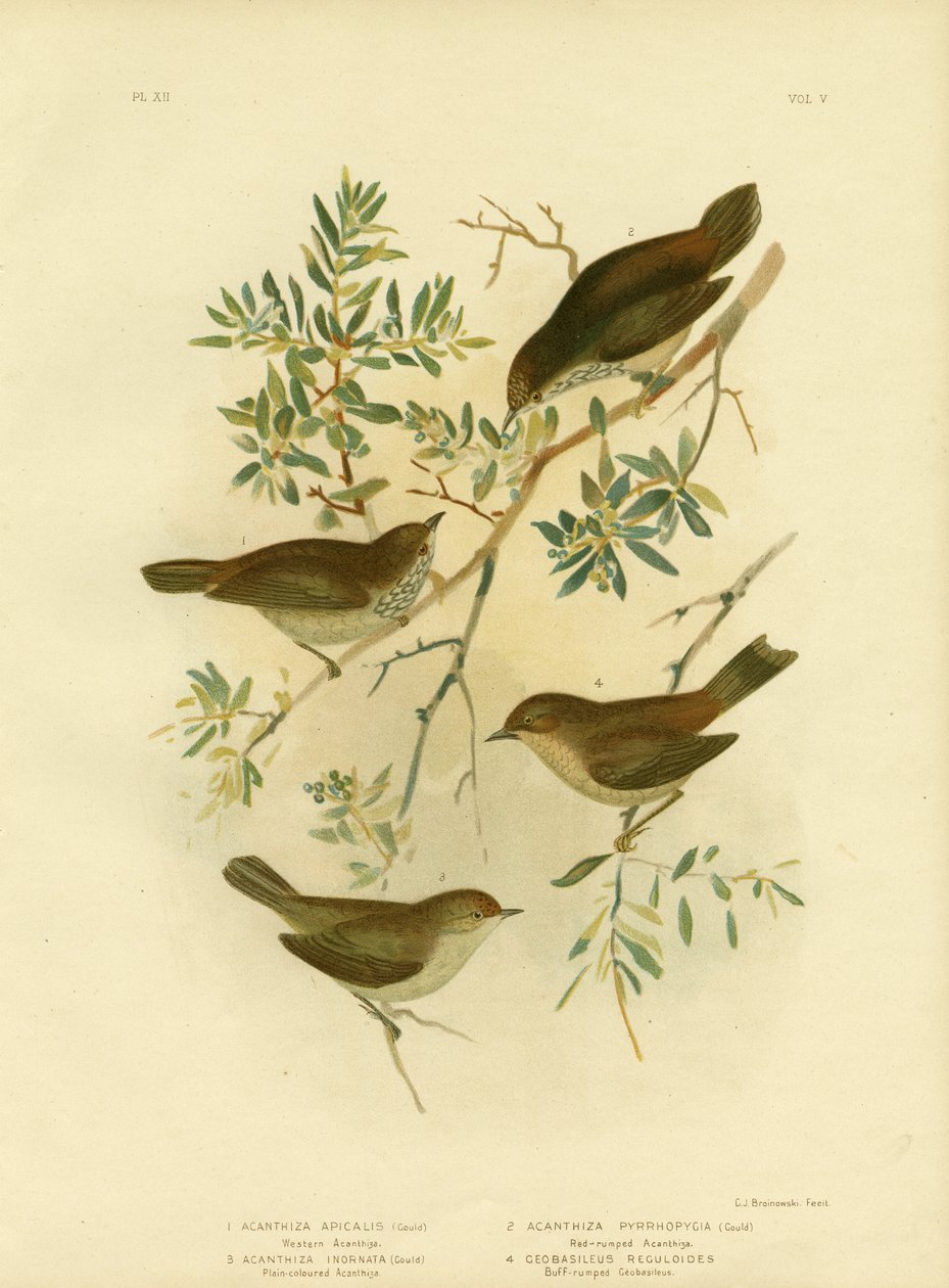 Thornbill الداخلي أو Thornbill واسع الذيل ، 1891 بواسطة جراسيوس بروينوفسكي