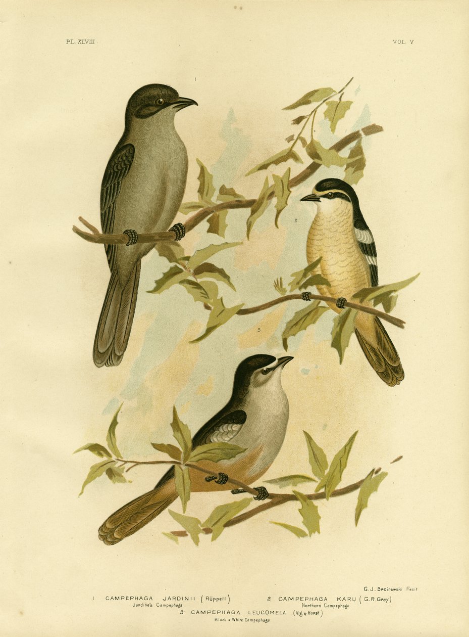 Jardines Campephaga Or Common Cicadabird ، 1891 بواسطة جراسيوس بروينوفسكي