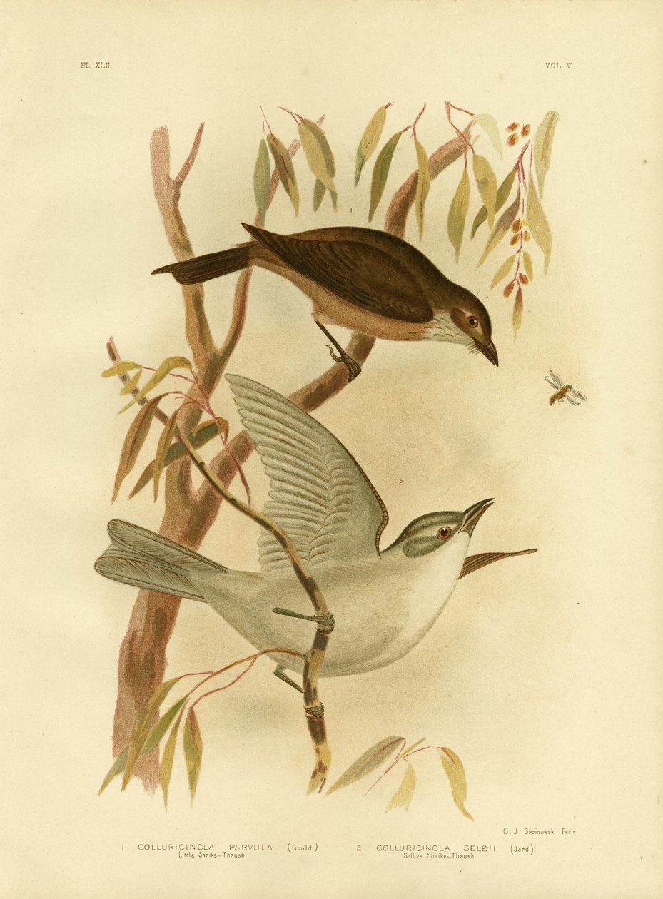الصرد الصغير الصغير ، 1891 بواسطة جراسيوس بروينوفسكي