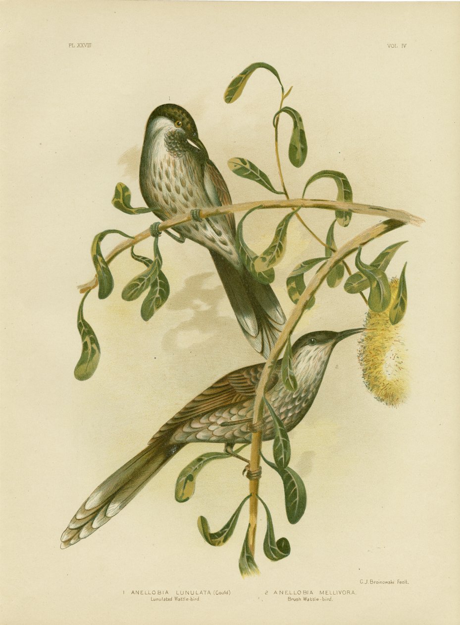 Wattlebird Lumulated Or Little Wattlebird ، 1891 بواسطة جراسيوس بروينوفسكي