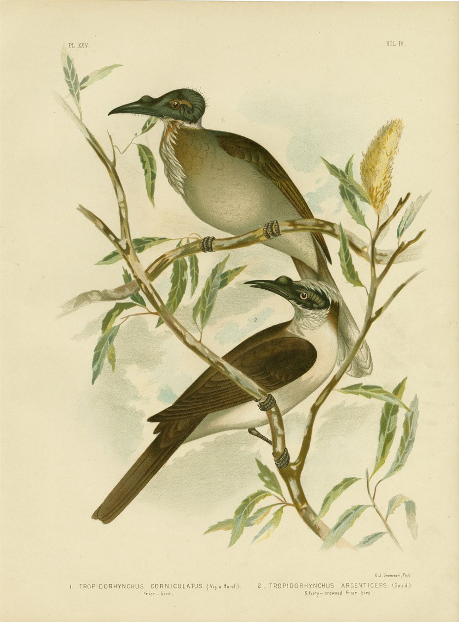 صاخبة Friarbird ، 1891 بواسطة جراسيوس بروينوفسكي