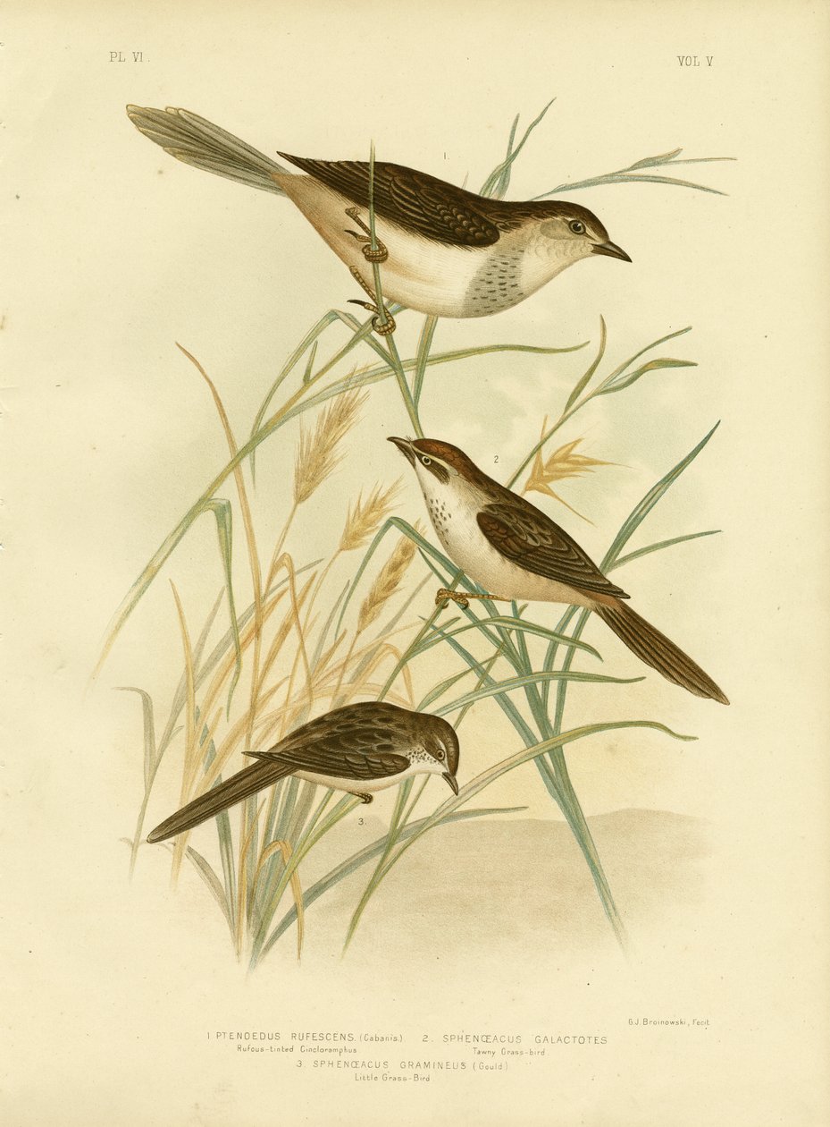 Cincloramphus Rufous-Tinted Or أو Rufous Songlark ، 1891 بواسطة جراسيوس بروينوفسكي