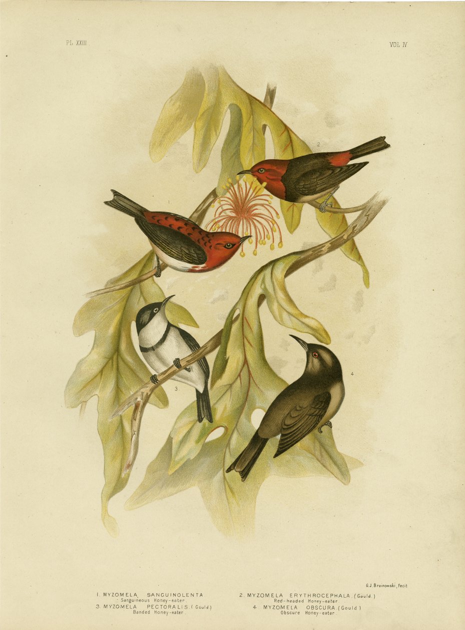 عسل سانغوي ، 1891 بواسطة جراسيوس بروينوفسكي