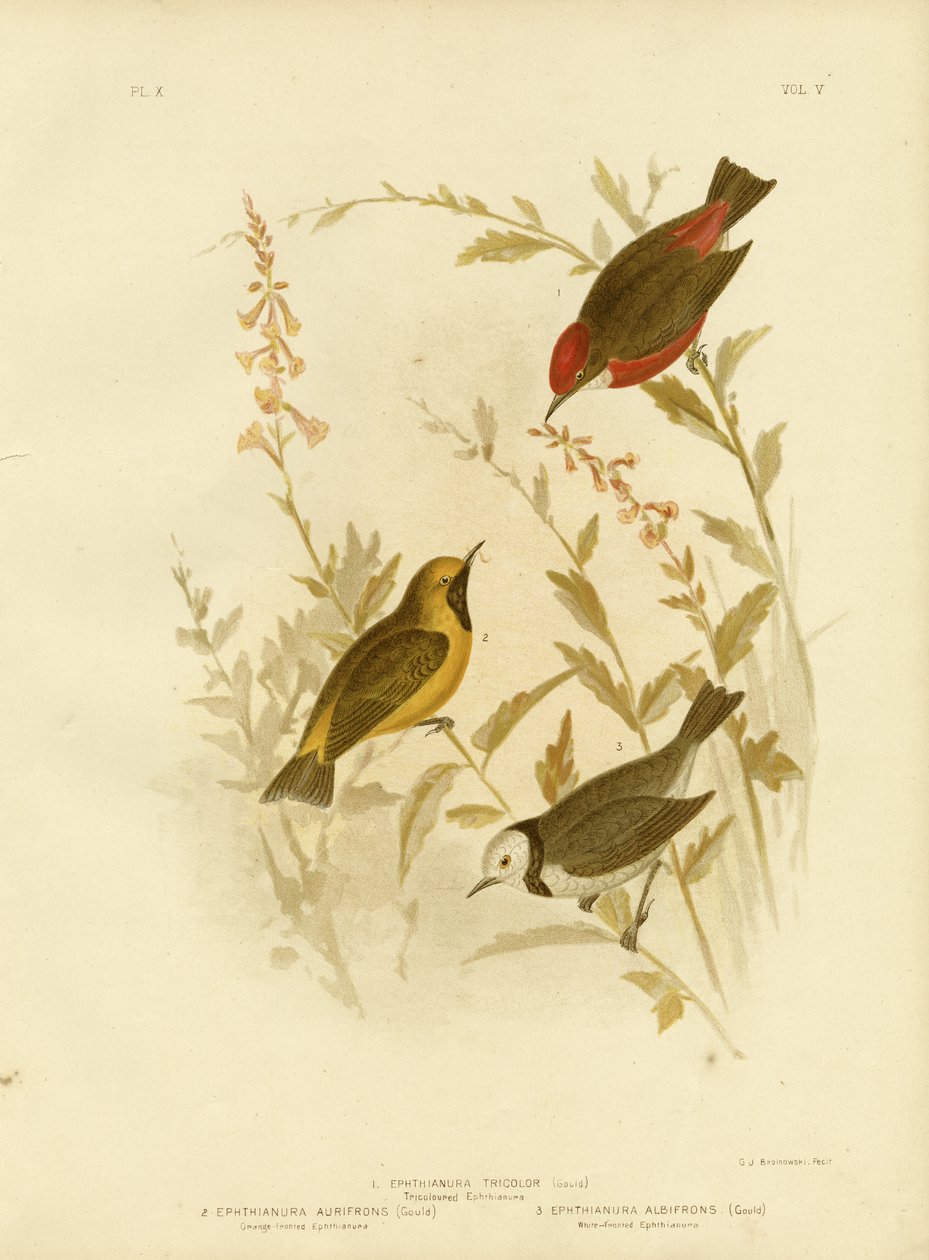 Tricolored Ephthianura ، 1891 بواسطة جراسيوس بروينوفسكي