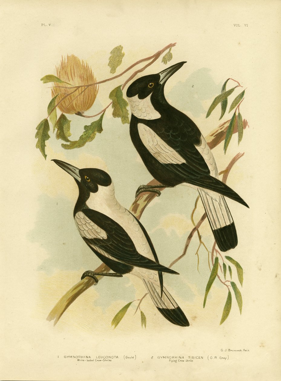 Crow-Shrike الأبيض المدعوم ، 1891 بواسطة جراسيوس بروينوفسكي