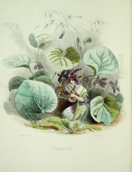 البنفسج من فلورز أنيميز نقش تشارلز جيفروي (1819-1882) بواسطة جراندفيل