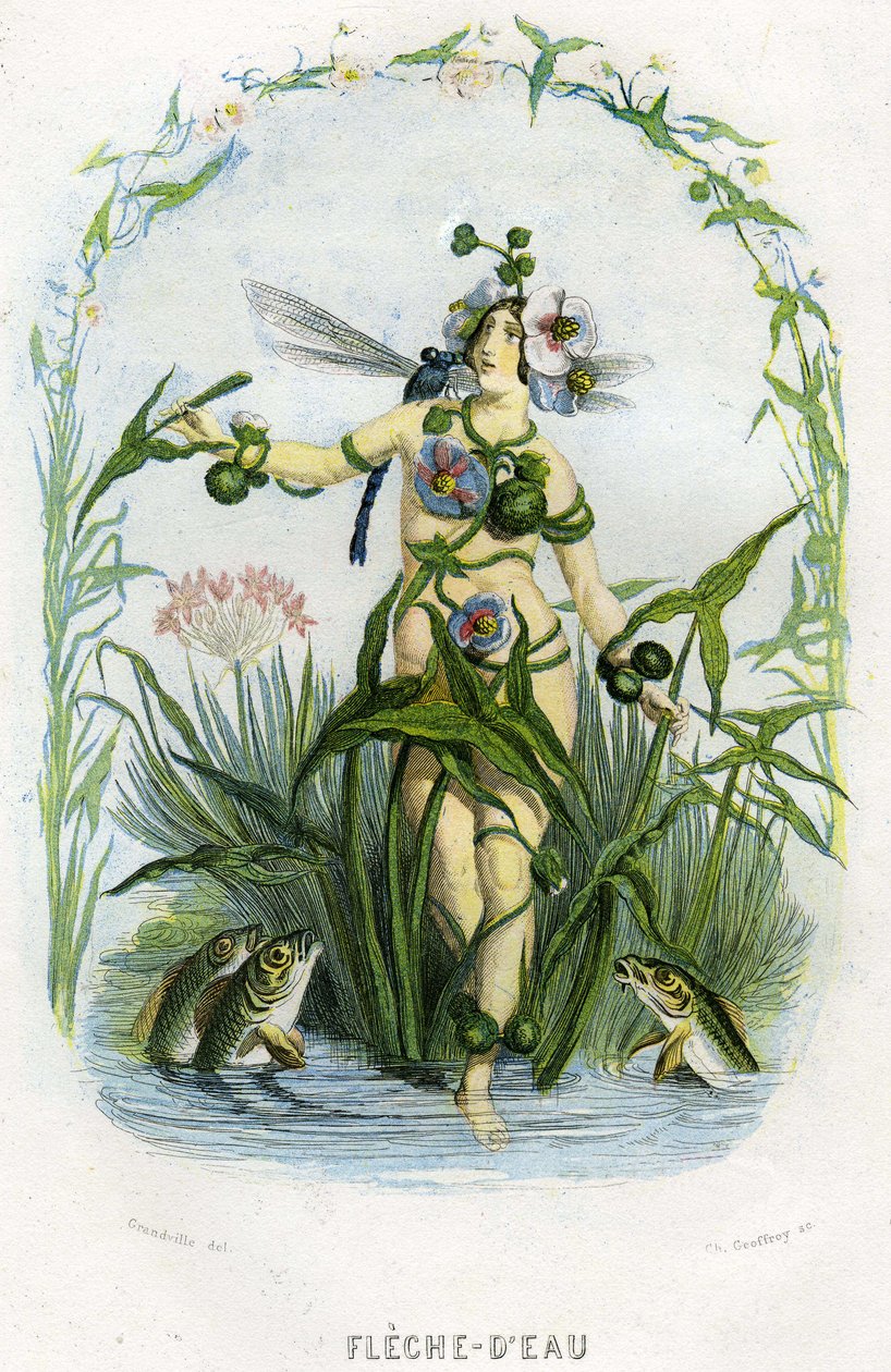 رسم توضيحي ل "Les Fleurs Animees" (أزهار الأنمي) بواسطة غراندفيل (1803-47)