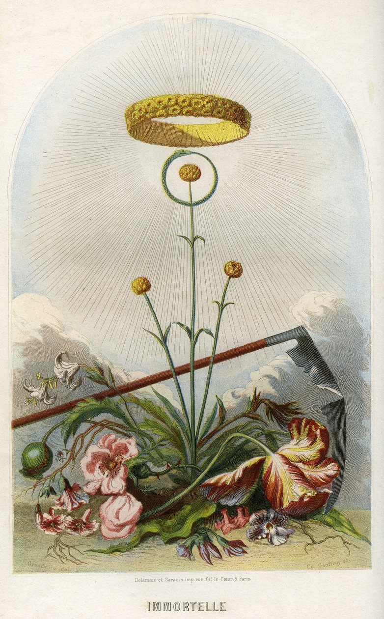 رسم توضيحي ل "Les Fleurs Animees" (أزهار الأنمي) بواسطة غراندفيل (1803-47)