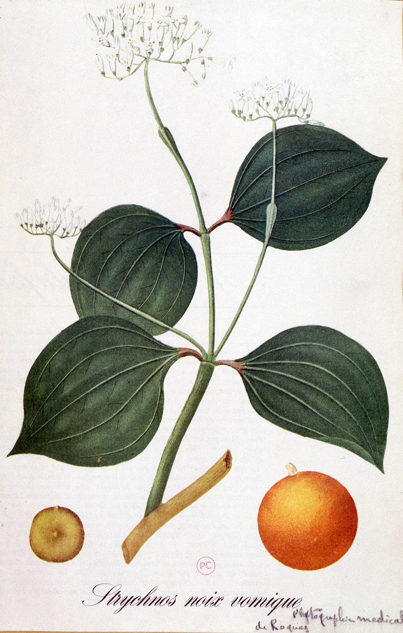 أوراق وأزهار وفاكهة الإستركنوس (vomic nut or nux vomica) - في "" Animated Flowers "بقلم Grandville ، بدون تاريخ. 19. بواسطة جراندفيل