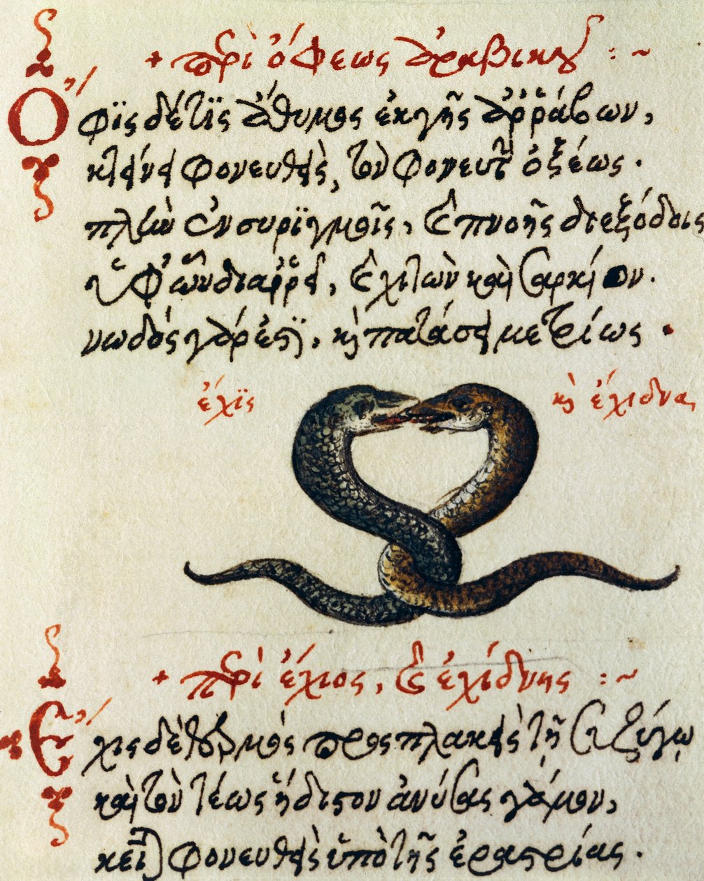 Snake coupling, test and miniature from De animalium natura et proprietate libellus, by Aelianus (2nd-3rd century AD) بواسطة المدرسة اليونانية
