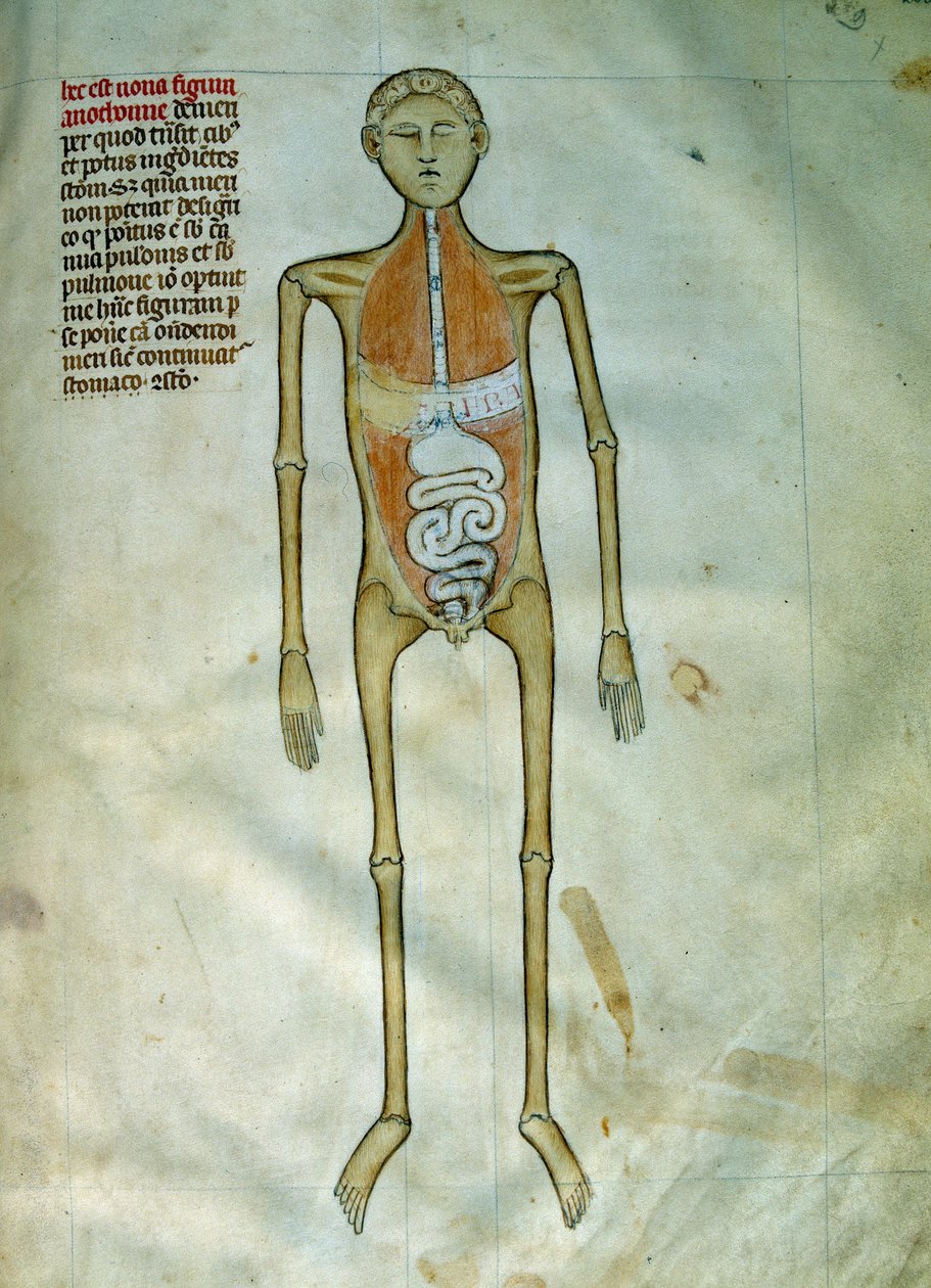 الطب: لوحة التشريح والجراحة تمثل اللحاء. منظر للجهاز الهضمي. صفحة مأخوذة من مخطوطة ""أعيان الأحرار فيليبي الملك السابع للفرنجة، منقولة من كتب جاليان"" لجوي دي بافيا بواسطة جويدو دا فيجيفانو دا بافيا
