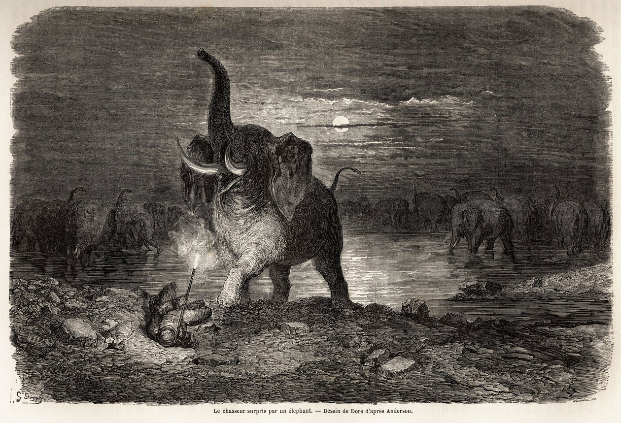 فاجأ الصياد بفيل بالقرب من بحيرة نغامي (بوتسوانا) رسمه غوستاف دوري (1832-1883) لتوضيح مغامرات وصيد تشارلز جان أندرسون في جنوب إفريقيا. نقش في "" Le Tour du monde، nouveau journal des voyages "" باريس بواسطة غوستاف دور