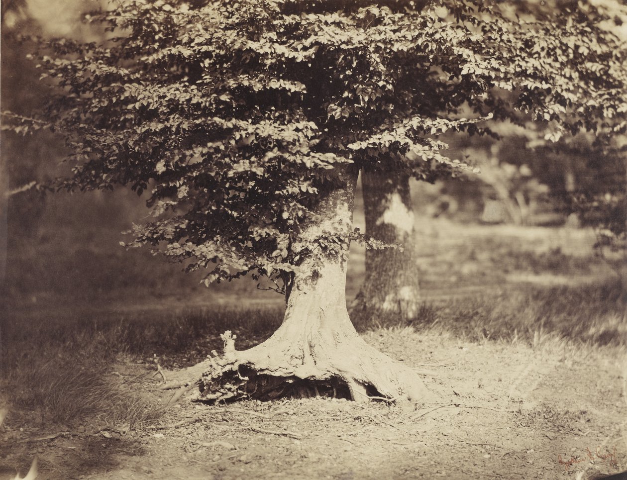 شجرة الزان ، حوالي 1855-7 (b / w photo) بواسطة غوستاف ليجراي