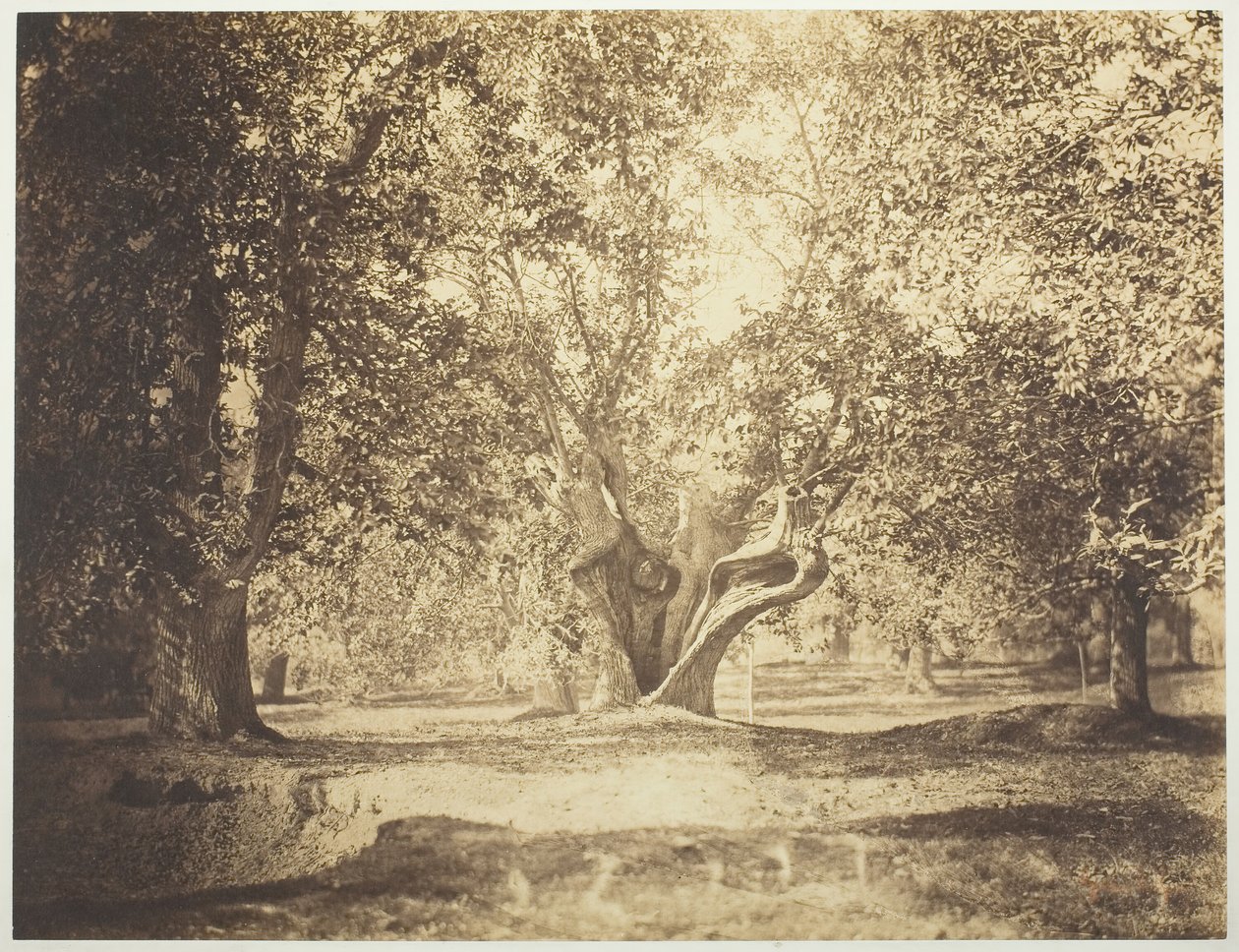 شجرة ، غابة فونتينبلو ، ج. 1856. بواسطة غوستاف ليجراي