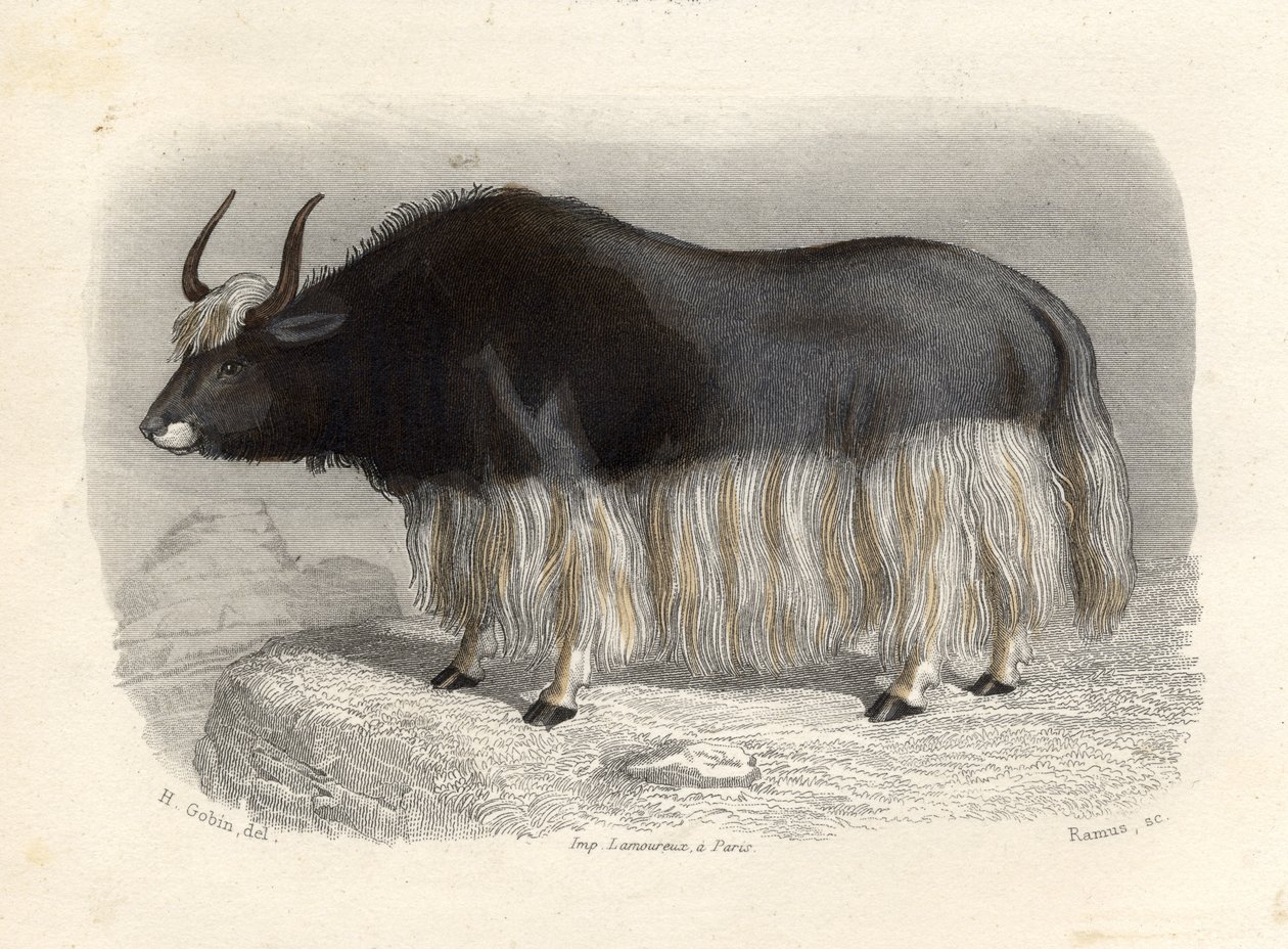 The Tartary Cow ، نقش إي راموس بواسطة H. Gobin