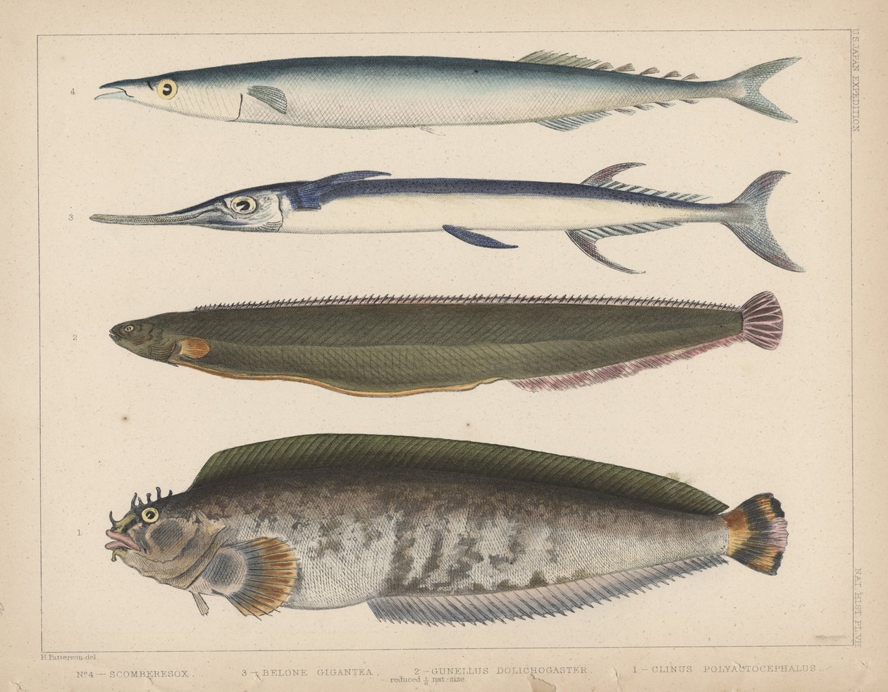 1. Clinus Polyactocephalus ، 2. Gunellus Dolichogaster ، 3. Belone Gigantea ، 4. Scomberesox ، 1855 بواسطة H. باترسون