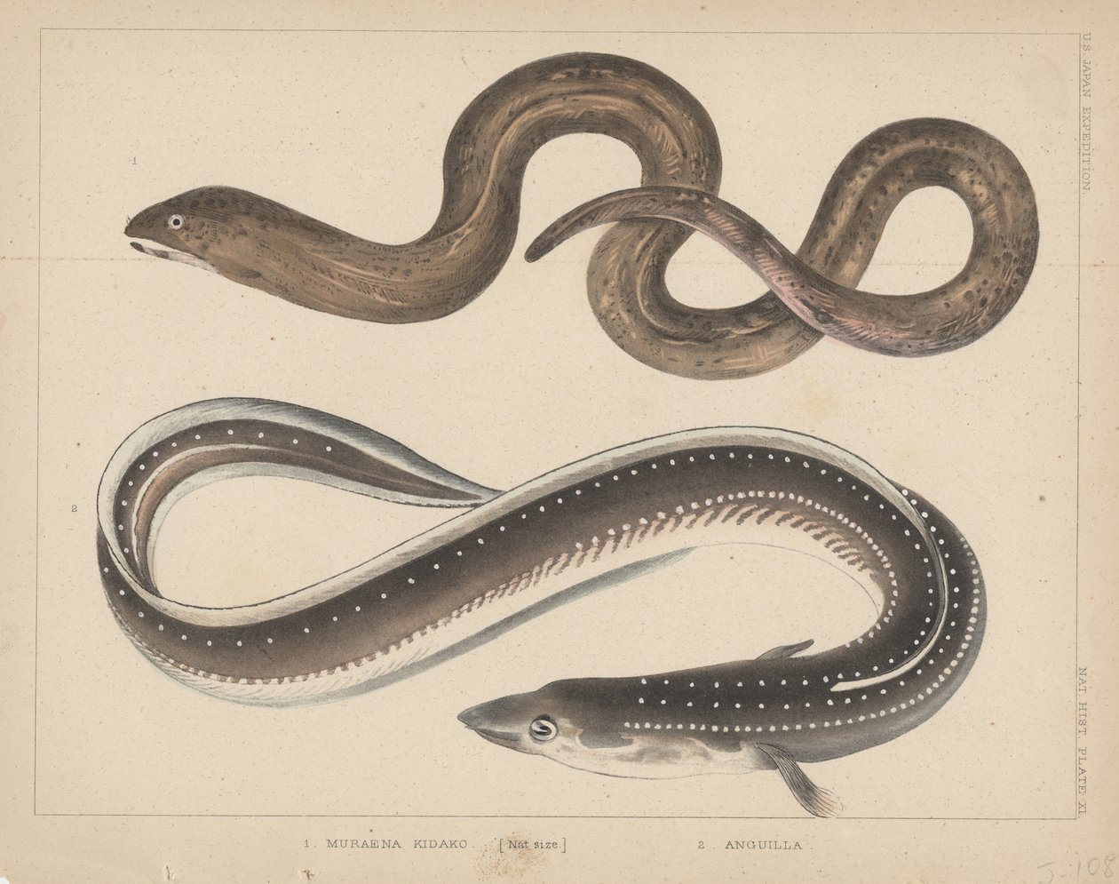 1. Muraena Kidako ، 2. أنغيلا ، 1855 بواسطة H. باترسون