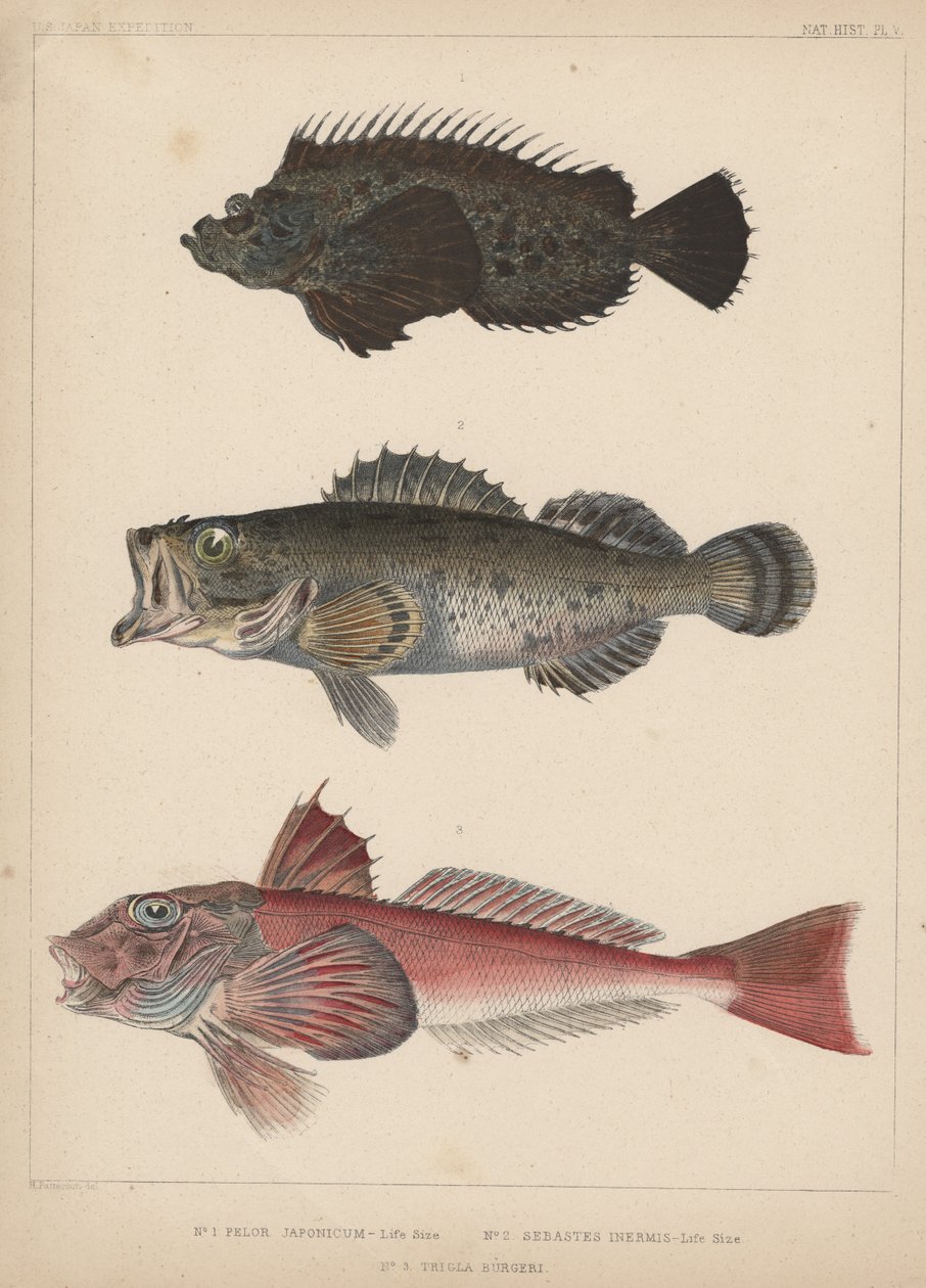 1. Pelor Japonicum ، 2. Sebastes Inermis و 3. Trigla Burgers ، 1855 بواسطة H. باترسون