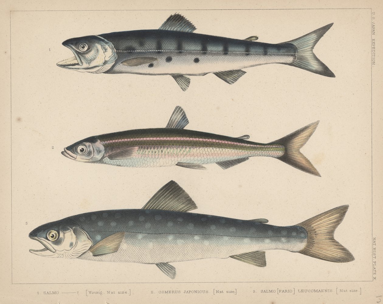 1. سمك السلمون ، 2. Osmerus Japonicus ، 3. Salmo (Fario) Leucomaenis ، 1855 بواسطة H. باترسون