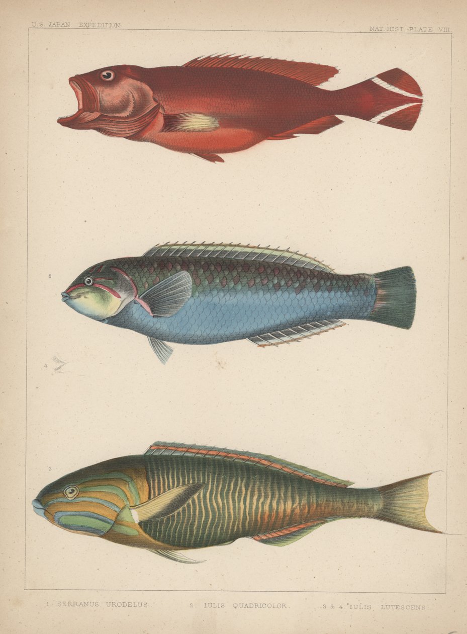 1. anus Urodela، 2. Julio Quadricolor، 3. Julius Lutescens، 1855 بواسطة H. باترسون