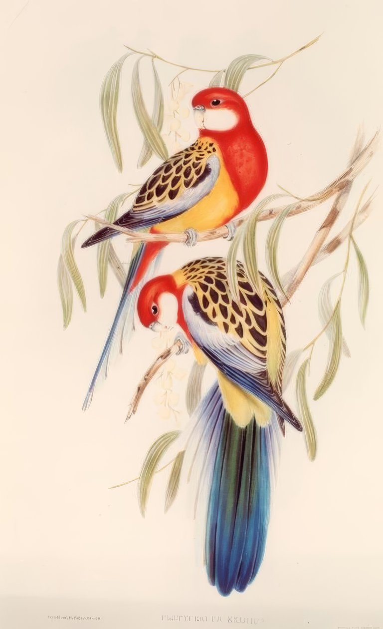 كوليوس - Chromolithograph. الخامس. جولد بواسطة قاضي المفوض السامي