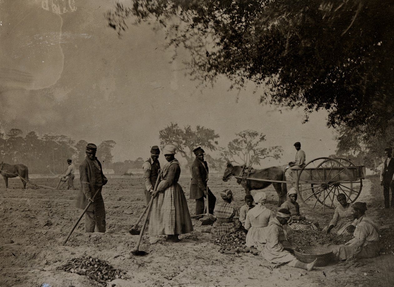 زراعة البطاطا الحلوة ، هوبكنسون بلانتيشن ، جزيرة إديسلو ، كارولينا الجنوبية ، 1862 (صور من وزن الجسم) بواسطة HP مور