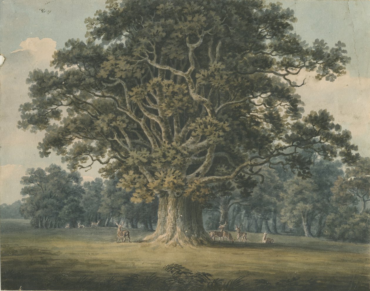 Needwood - Swilcar Oak: لوحة ألوان مائية ، بدون تاريخ [أوائل القرن التاسع عشر] بواسطة H Moore