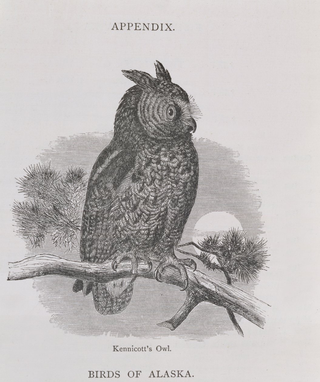 Kennicotts Owl ، من ألاسكا ومواردها ، بقلم ويليام إتش دال ، نقش من قبل HH Nicholls ، حانة. 1870 بواسطة الأب ، إليوت