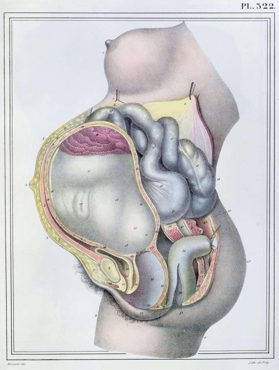 تشريح امرأة حامل ، من "Manuel d&39;Anatomie descriptive du Corps Humain" بقلم جول كلوكيه (1790-1883) منقوش بواسطة G. de Frey ، 1825 بواسطة Haincelin