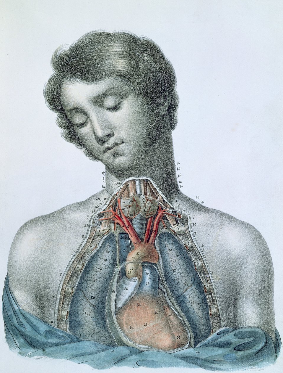 القلب والأعضاء في الصدر ، من "Manuel d&39;Anatomie descriptive du Corps Humain" بقلم جول كلوكيه (1790-1883) منقوش بقلم G. de Frey ، 1825 بواسطة Haincelin