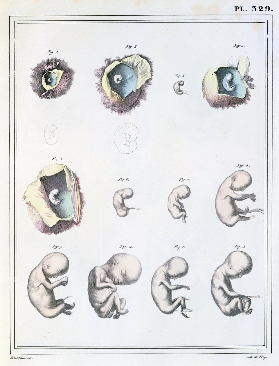 رسم تخطيطي يوضح مراحل التطور الجنيني ، من "Manuel d&39;Anatomie Descriptive du Corps Humain" لجول كلوكيه (1790-1883) منقوش بواسطة دي فراي ، 1825 بواسطة Haincelin