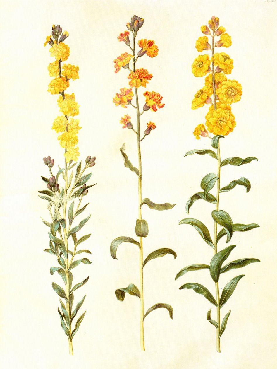 Cheiranthus cheirii ، الغواش على الرق ، في: Gottorfer Codex بواسطة هانز سيمون هولتزبيكر